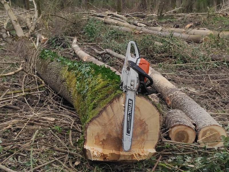 Tronçonneuse posée sur un tronc après abattage