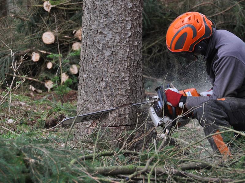 Bûcheron abattant un arbre à la tronçonneuse